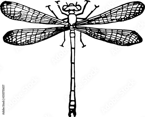 Hand drawn dragonfly illustration