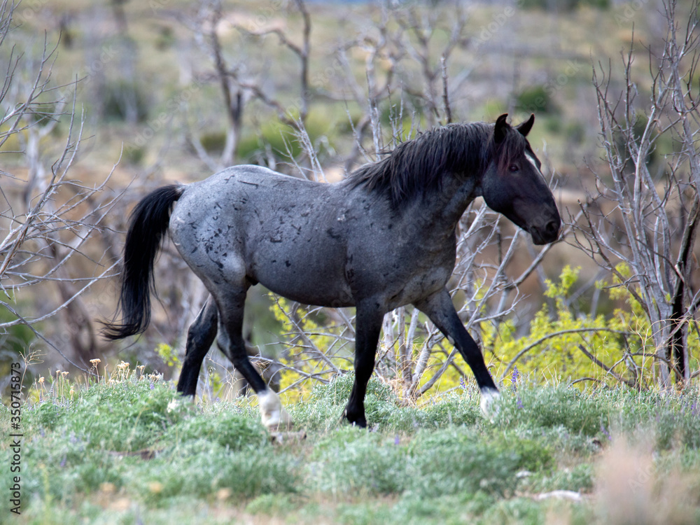 Fototapeta premium A wild Blue Roan Stallion 