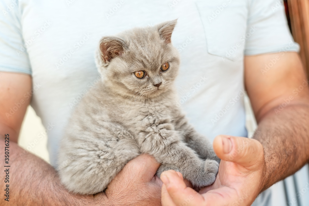 A little cute british kitten is sitting on a male hand.