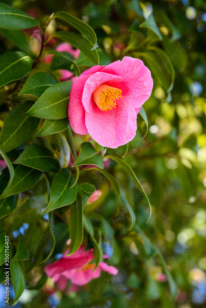 Obraz premium Pink camellias blooming on a sunny day, as nature background 