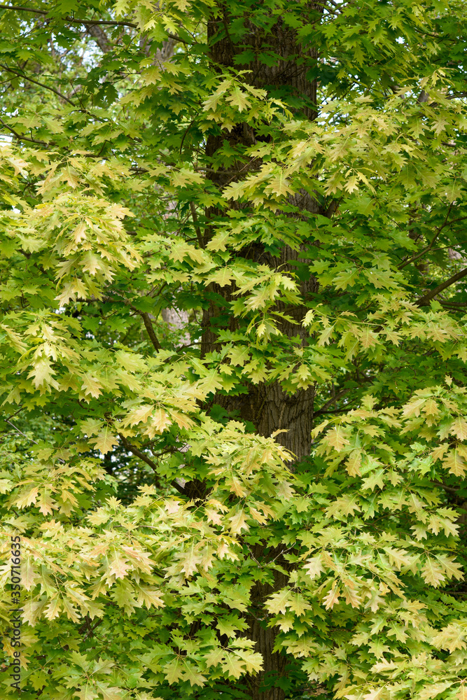 Fototapeta premium Spring in garden green leaves background