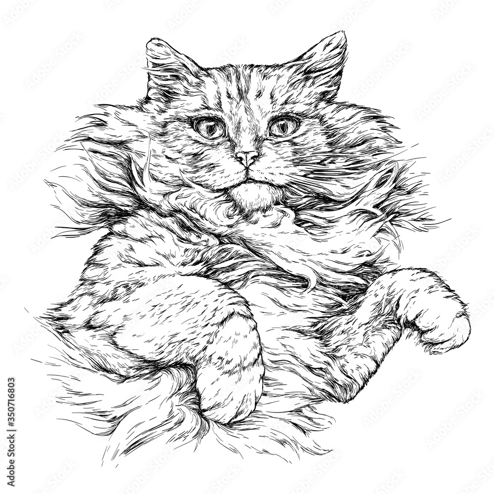 Cat portrait. Hand drawn vector illustration isolated on white Cat portrait. Hand drawn vector illustration isolated on white