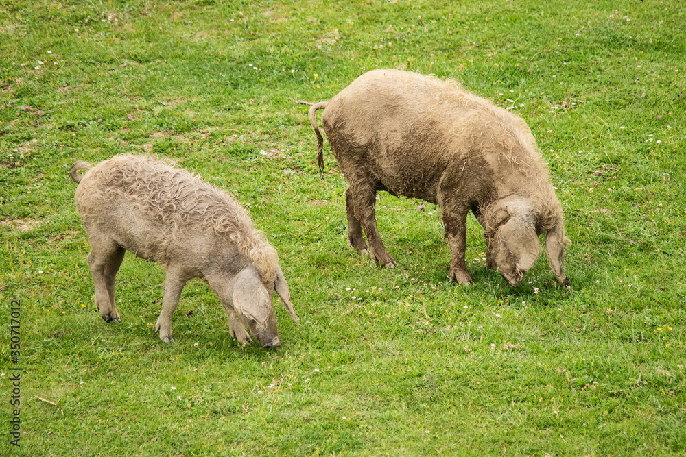 Two dirthy pigs walking lonely on the grass field and eat. Two dirthy pigs walking lonely on the grass field and eat.