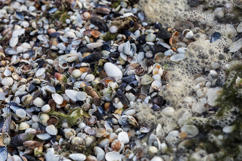 Beautiful pattern with small seashells, Kinburn Foreland shore, Black Sea, Ukraine