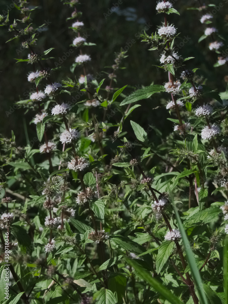 Blooming peppermint on the dark green background Blooming peppermint on the dark green background