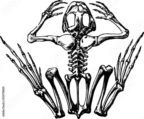 Frog Bone Anatomy, Vector Drawing of a 19th century engraving