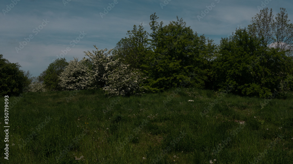 Trees and shrubs in the clearing. Free entry space.
Trees and shrubs in the clearing. Free entry space.