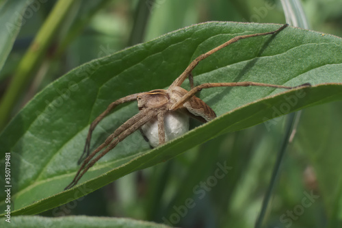Female nursery web spider with cocoon