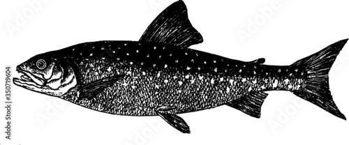 Great Grey Trout, Vector Drawing of a 19th century engraving