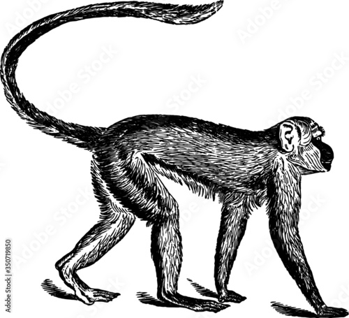 Green Monkey, Vector Drawing of a 19th century engraving