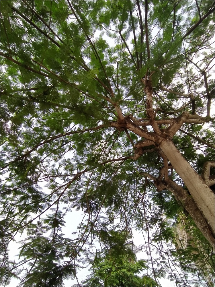 Fototapeta premium trees in the forest