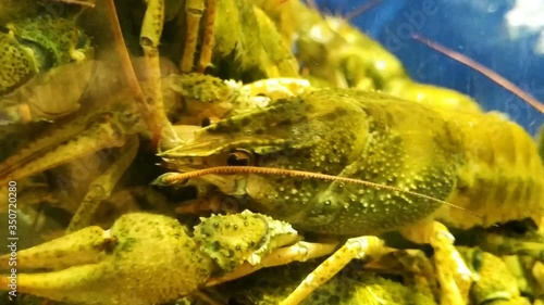 Live river crab live aquarium looks pityingly, with horror at the camera. Crustacean in an aquarium, under water, real time.