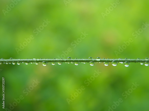 Tokyo,Japan-May 20, 2020: Water droplets on grass leaf in the morning rain 