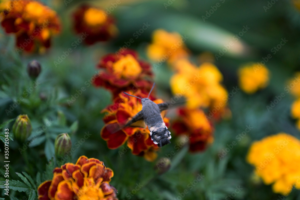 Hummingbird Moth Hummingbird Moth
