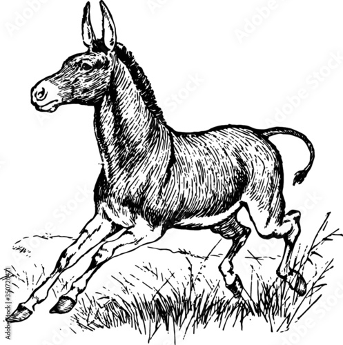 Old drawing of a Happy Running Donkey
