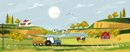 Spring landscape with sunrise view on harvested field with farmhouse, tractor, wood barn, cows and straw bales in the countryside,Panorama view of farmlands in sunny day summer