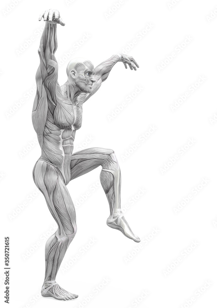 muscleman anatomy heroic body doing a karate pose in white background muscleman anatomy heroic body doing a karate pose in white background