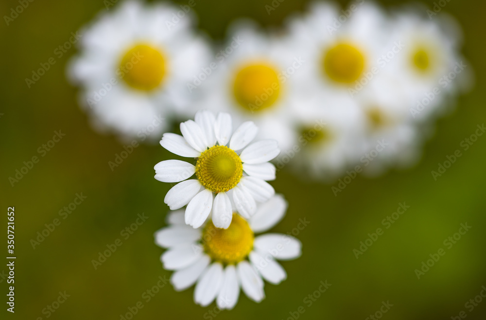 Obraz premium Field of chamomile flowers in the nature
