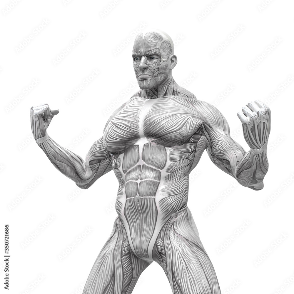 muscleman anatomy heroic body is angry in white background