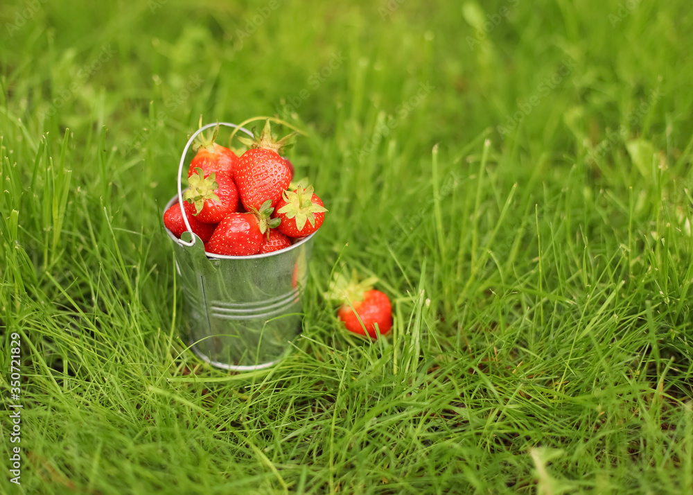 Freshly picked strawberries Freshly picked strawberries
