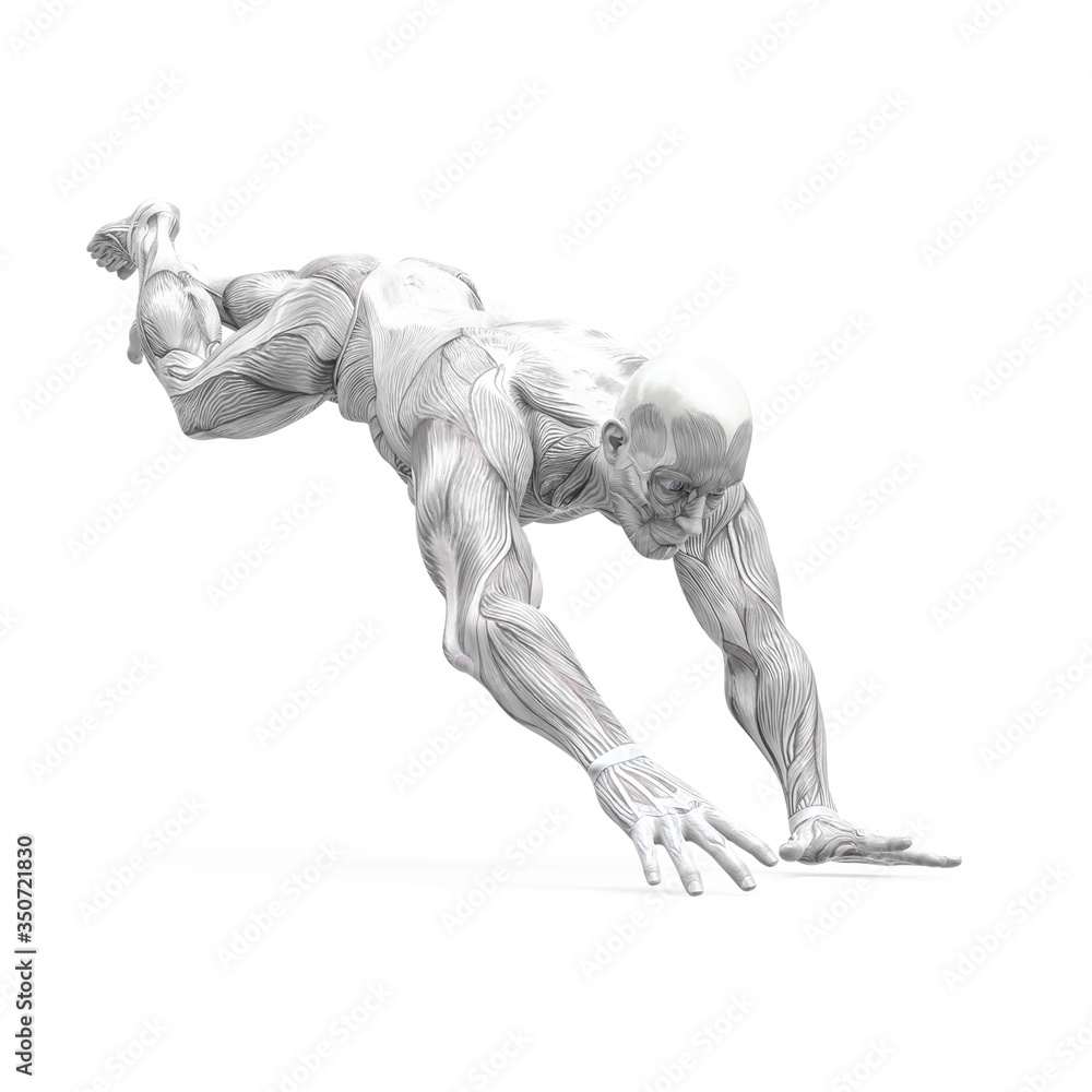 muscleman anatomy heroic body parkour landing pose in white background muscleman anatomy heroic body parkour landing pose in white background