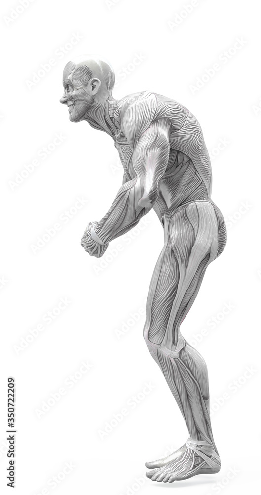 muscleman anatomy heroic body doing a bodybuilder pose seven in white background muscleman anatomy heroic body doing a bodybuilder pose seven in white background