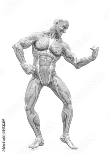 muscleman anatomy heroic body doing a bodybuilder pose six in white background