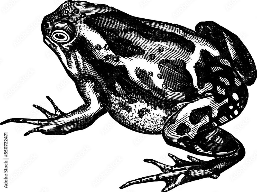 Naklejka premium Vintage Hand Drawn illustration of a Little Marbled Toad