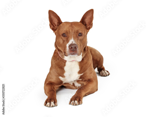 Calm large pet dog lying isolated