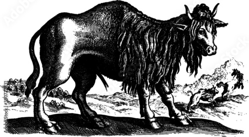 Old drawing of a Long Haired Bison