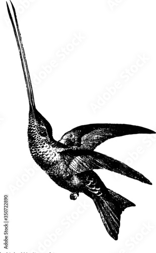 Drawing of a Long Billed Humming Bird