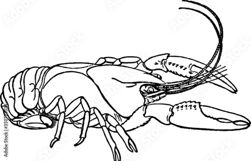 Vintage Artists drawing of a Louisiana Crawfish