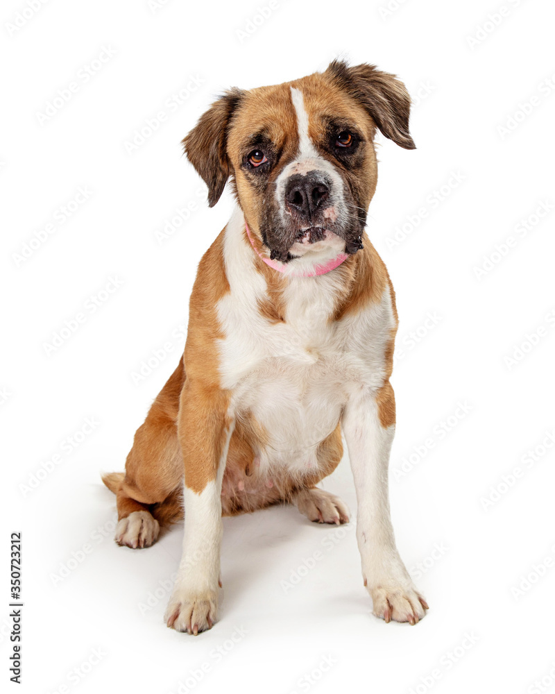 Cute pet crossbreed dog sitting isolated