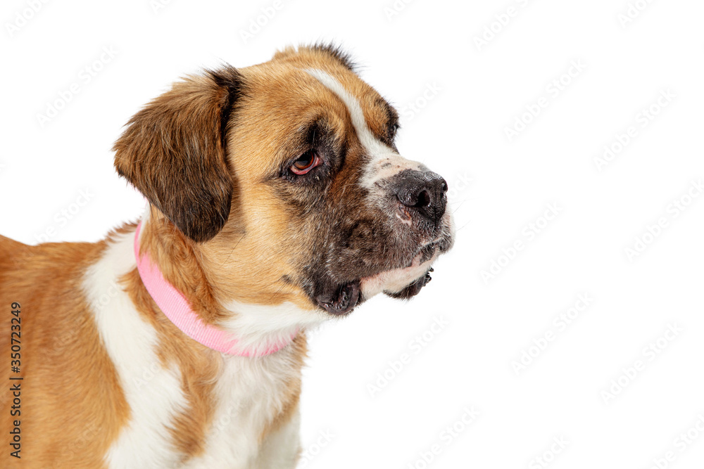 Cute pet crossbreed dog closeup right facing isolated Cute pet crossbreed dog closeup right facing isolated
