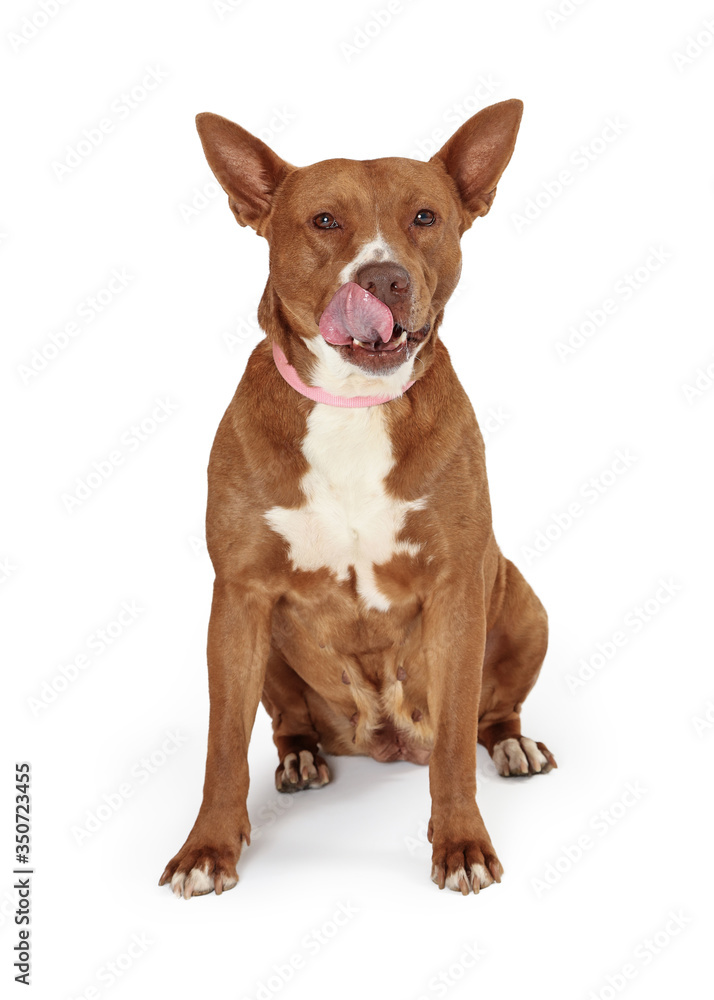 Hungry large pet dog licking lips  isolated