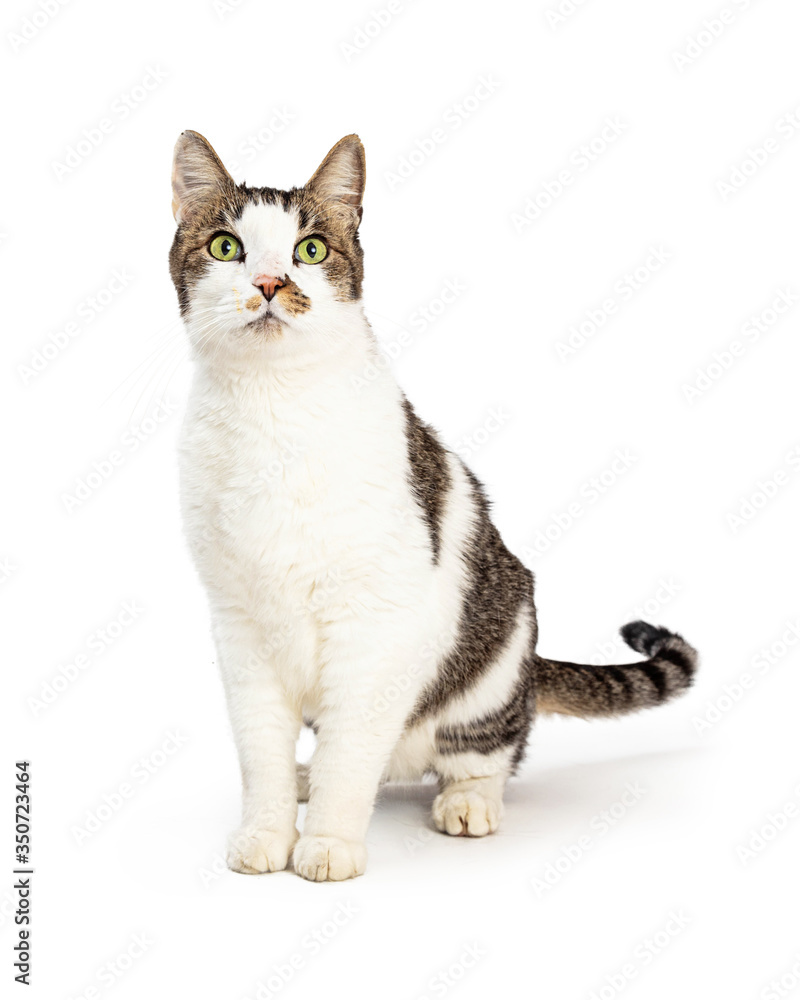 Grey and white pet cat full length isolated
