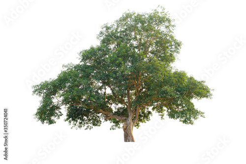 Tree in isolated white background with clipping path.Fig trees are many years old.The tree has large green leaves.