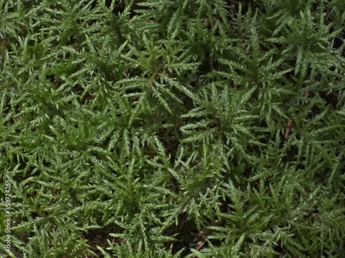 Glittering woodmoss (Hylocomium splendens)