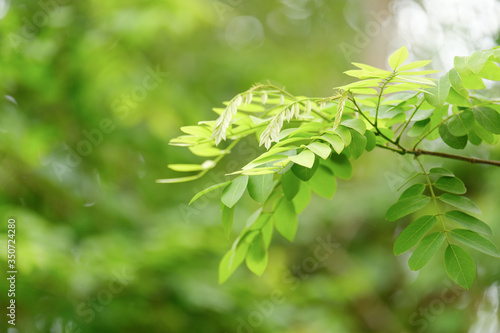 Choose the focus point on the leaf The leaves are fresh green with copy space.