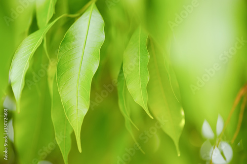 Choose the focus point on the leaf The leaves are fresh green with copy space.Mango leaves  light green.Long leaf