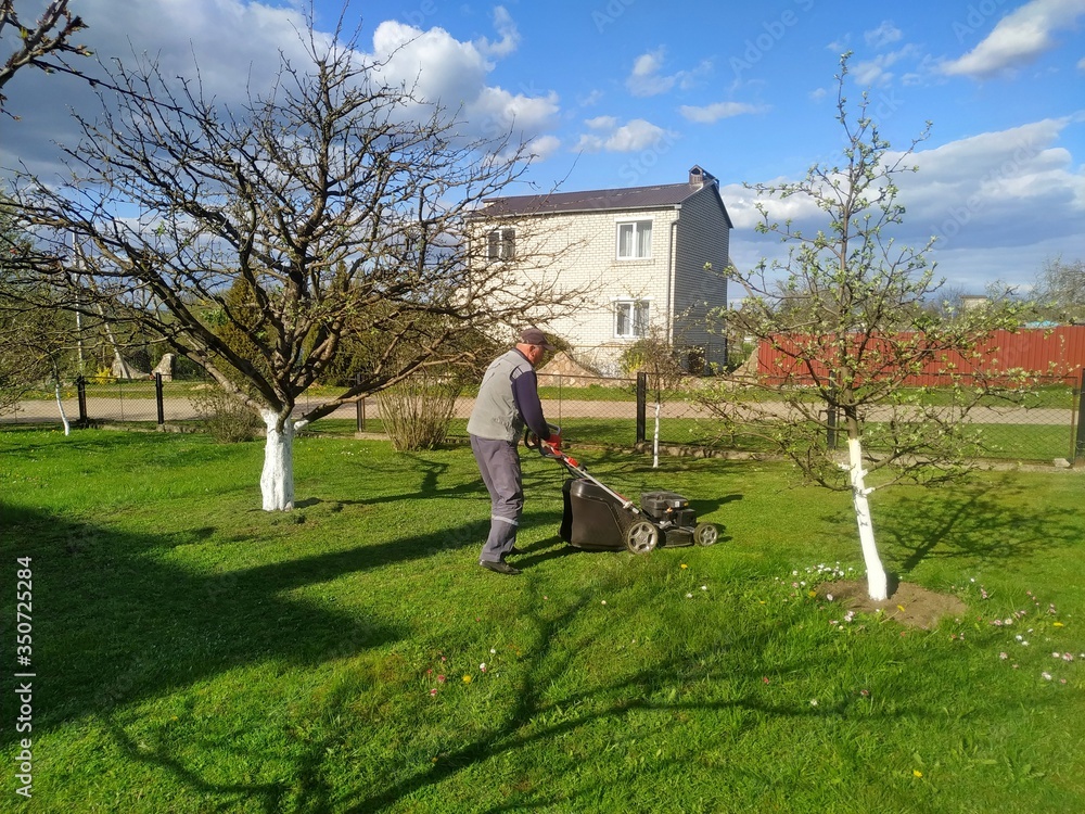 a man mows a lawn with a lawn mower in a flowering garden in early spring. Gardening a man mows a lawn with a lawn mower in a flowering garden in early spring. Gardening