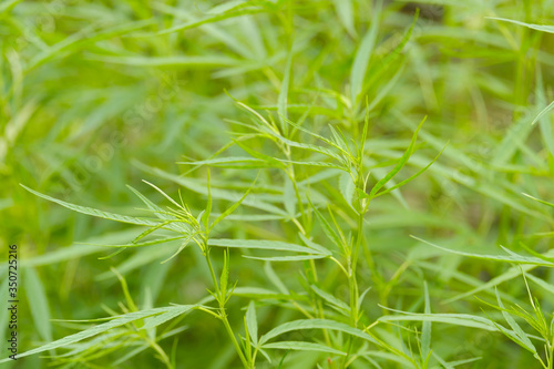 Young cannabis plant in garden.Medicinal indica with CBD.Legal Marijuana cultivation in the home.