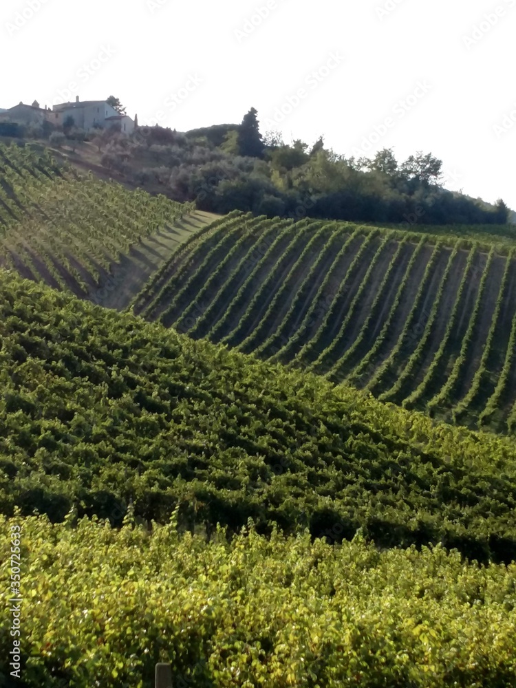 rows of vines in tuscan vineyard