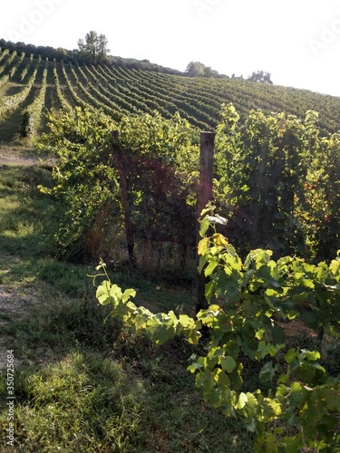 rows of vineyard grapes