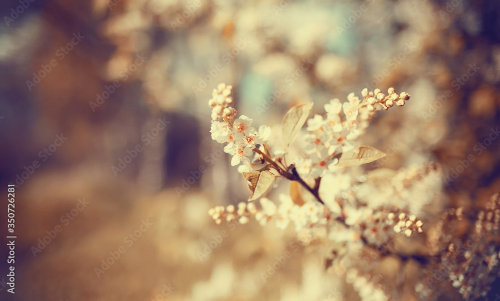Abstract background with branch of the blossoming bird cherry. Abstract background with branch of the blossoming bird cherry.