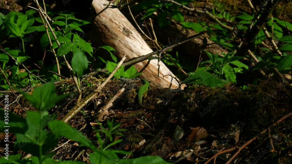 Emerald Lizard Sunbathing on a Rock in a Forest Valley on a Sunny Spring Day Emerald Lizard Sunbathing on a Rock in a Forest Valley on a Sunny Spring Day