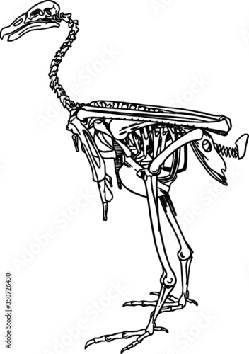 Sketch of a Ostrich Skeleton