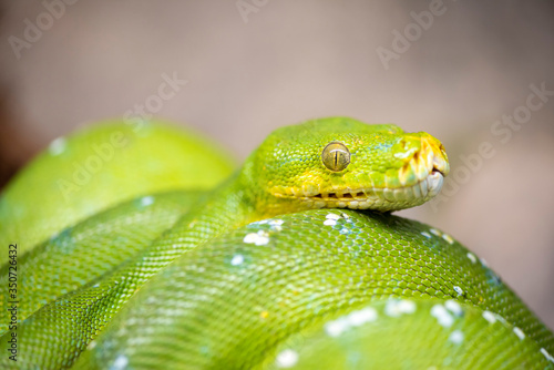 Detailed view of an Emerald Boa of the Amazon Forest.
