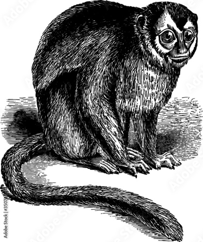 Drawn illustration of a Owl Monkey