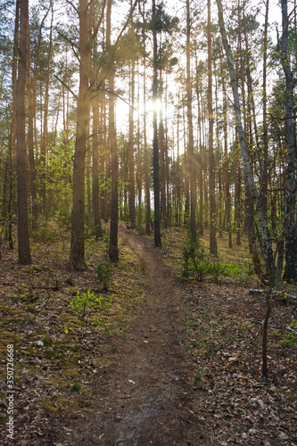 Footpath in a forest at sunset